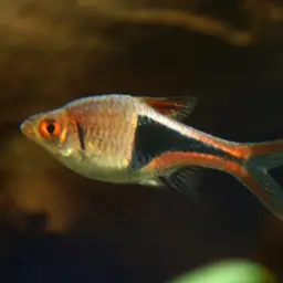 Harlequin Rasbora, photo 5