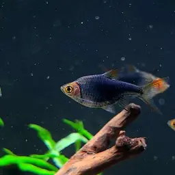 Harlequin Rasbora, photo 6
