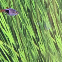 Harlequin Rasbora, photo 7