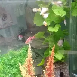 Harlequin Rasbora, photo 8