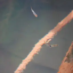 Harlequin Rasbora, photo 9