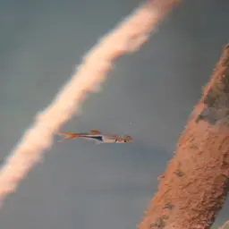 Harlequin Rasbora, photo 10