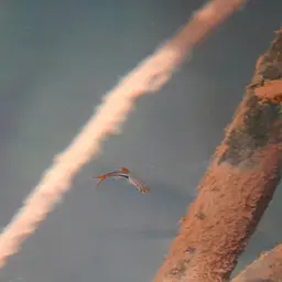 Harlequin Rasbora, photo 12