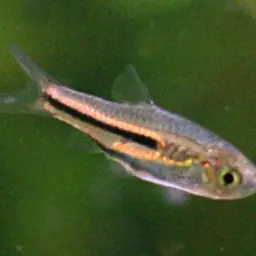 Somphongs's Rasbora