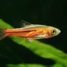 Somphongs's Rasbora, photo 2