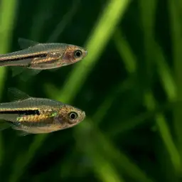 Somphongs's Rasbora, photo 3