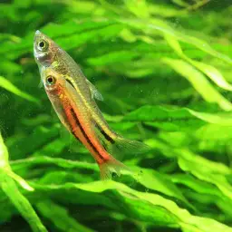 Somphongs's Rasbora, photo 4