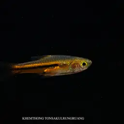 Somphongs's Rasbora, photo 5