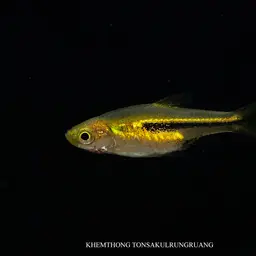 Somphongs's Rasbora, photo 6