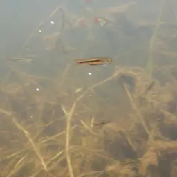 Somphongs's Rasbora, photo 7