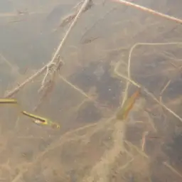 Somphongs's Rasbora, photo 8