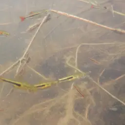 Somphongs's Rasbora, photo 9