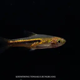 Somphongs's Rasbora, photo 10