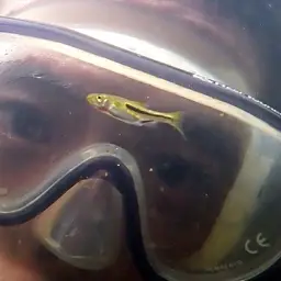 Somphongs's Rasbora, photo 11