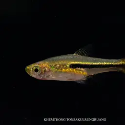 Somphongs's Rasbora, photo 12