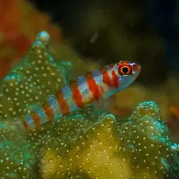 Candycane Pygmy Goby, photo 1