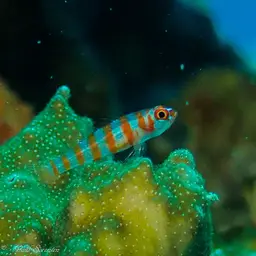 Candycane Pygmy Goby, photo 2