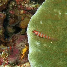 Candycane Pygmy Goby, photo 3