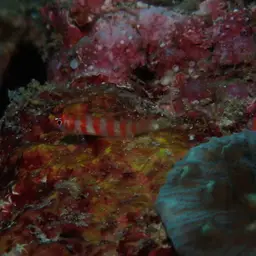 Candycane Pygmy Goby, photo 4