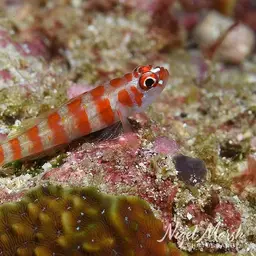 Candycane Pygmy Goby, photo 5
