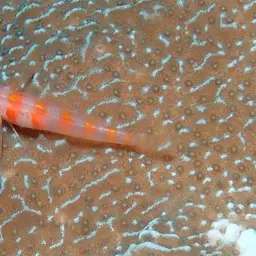 Candycane Pygmy Goby, photo 6