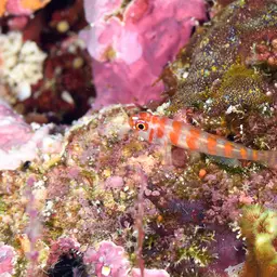 Candycane Pygmy Goby, photo 7