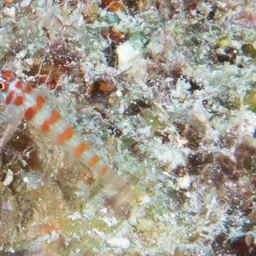 Candycane Pygmy Goby, photo 8