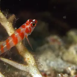Candycane Pygmy Goby, photo 9