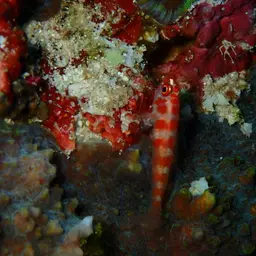 Candycane Pygmy Goby, photo 10