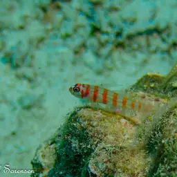 Candycane Pygmy Goby, photo 11