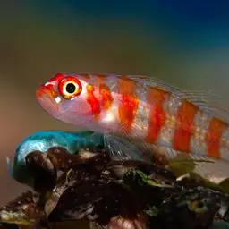 Candycane Pygmy Goby, photo 12