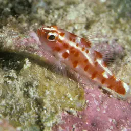 Firecracker Goby, photo 1