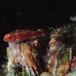 Firecracker Goby, photo 2