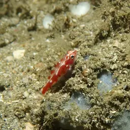 Firecracker Goby, photo 3