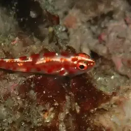 Firecracker Goby, photo 4