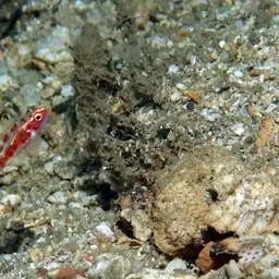 Firecracker Goby, photo 5