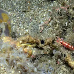 Firecracker Goby, photo 6