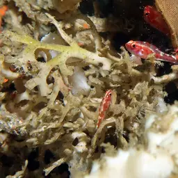 Firecracker Goby, photo 7