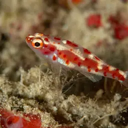 Firecracker Goby, photo 8