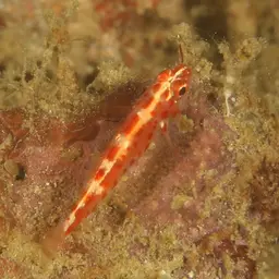 Firecracker Goby, photo 9