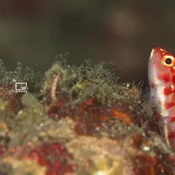 Firecracker Goby, photo 10