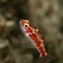 Firecracker Goby, photo 11