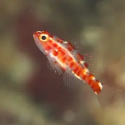 Firecracker Goby, photo 12