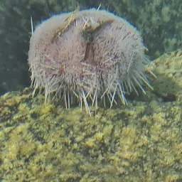 Collector Urchin, photo 2