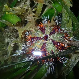 Collector Urchin, photo 3
