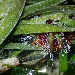 Collector Urchin, photo 4