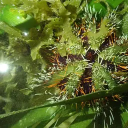 Collector Urchin, photo 5