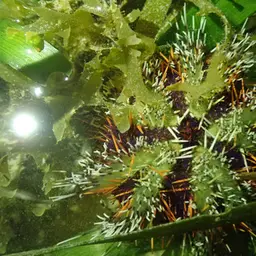 Collector Urchin, photo 6