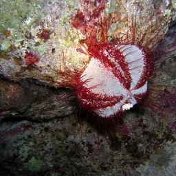 Collector Urchin, photo 1