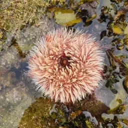 Collector Urchin, photo 7
